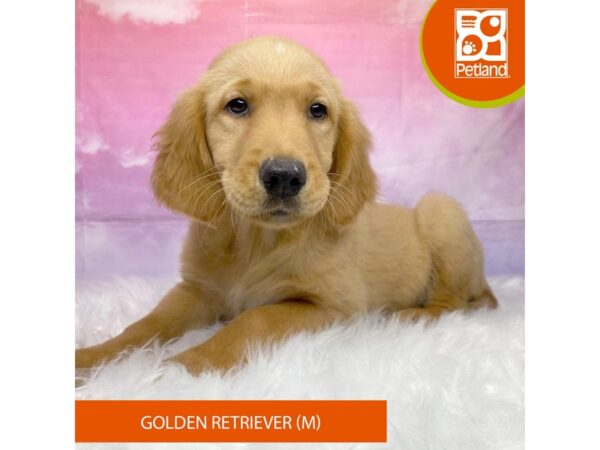 Golden Retriever Dog Male Golden 3186 Petland Lancaster, Ohio