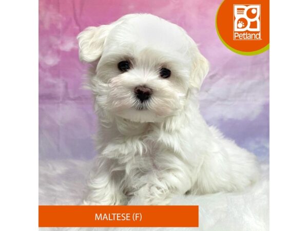 Maltese-Dog-Female-White-3195-Petland Lancaster, Ohio