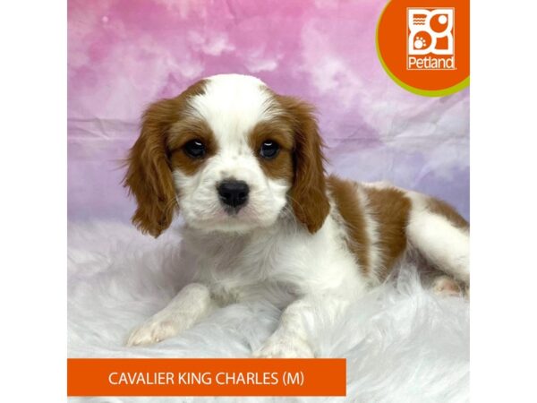 Cavalier King Charles Spaniel-Dog-Male-Blenheim / White-3196-Petland Lancaster, Ohio