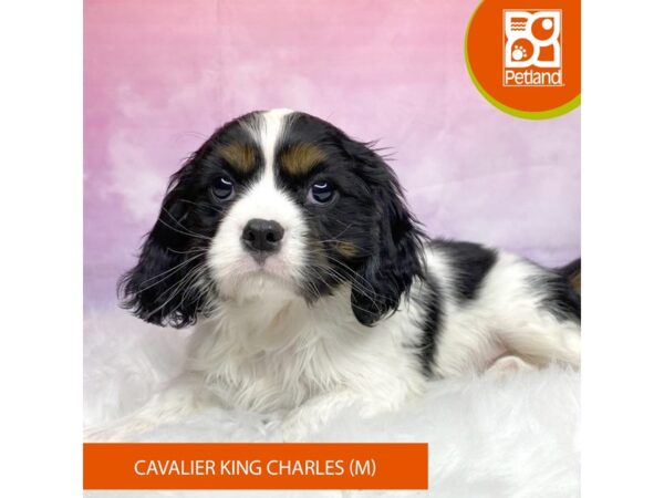 Cavalier King Charles Spaniel-Dog-Male-Black White / Tan-3170-Petland Lancaster, Ohio