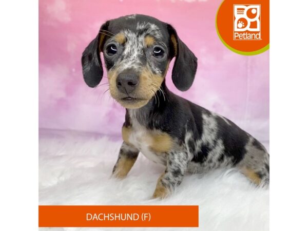 Dachshund-Dog-Female-Black / Tan / dapple-3207-Petland Lancaster, Ohio