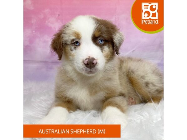 Australian Shepherd Dog Male Red Merle 3184 Petland Lancaster, Ohio