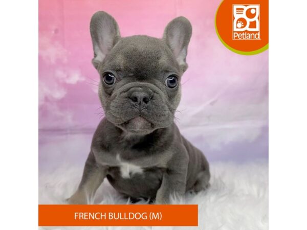 French Bulldog Dog Male Blue / Tan 3183 Petland Lancaster, Ohio