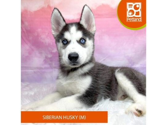 Siberian Husky Dog Male Black / White 3188 Petland Lancaster, Ohio