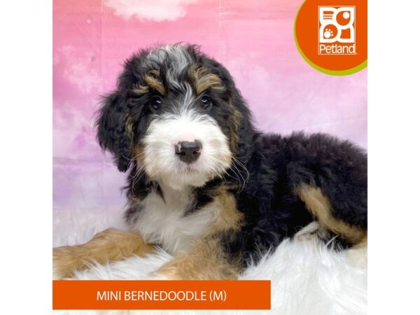 Bernedoodle Mini Dog Male Tri-Colored 3185 Petland Lancaster, Ohio