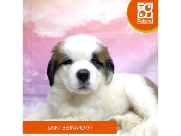 Saint Bernard-Dog-Female-Brown / White-3174-Petland Lancaster, Ohio