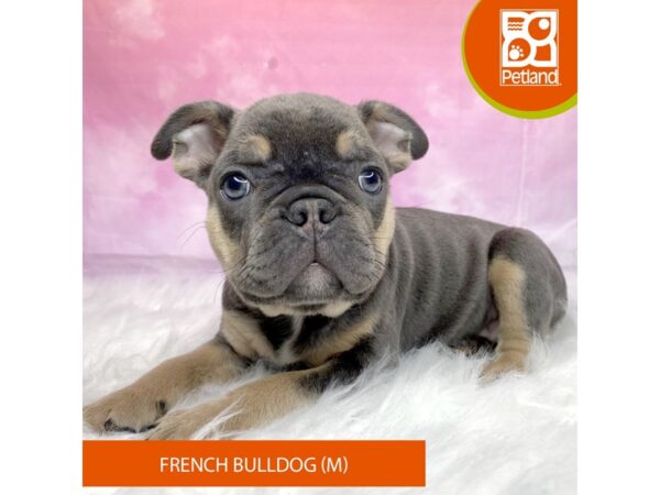 French Bulldog-Dog-Male-blue  / tan-3206-Petland Lancaster, Ohio