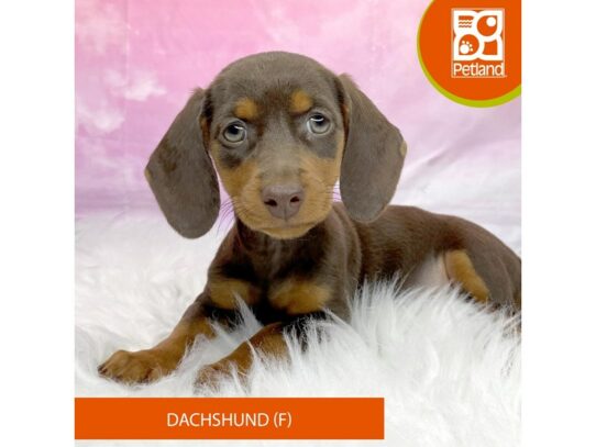 Dachshund Dog Female Chocolate / Tan 3214 Petland Lancaster, Ohio