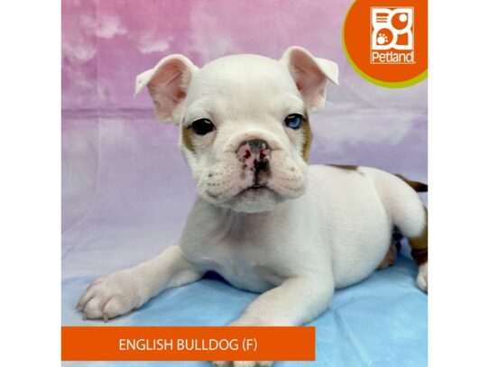 English Bulldog Dog Female brown brindle/ white 3233 Petland Lancaster, Ohio