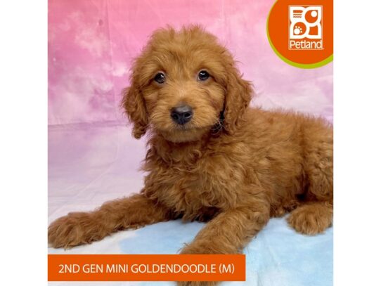 Goldendoodle Mini 2nd Gen-Dog-Male-Red-3230-Petland Lancaster, Ohio