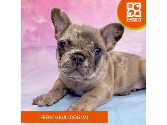 French Bulldog Dog Male Blue Merle 3229 Petland Lancaster, Ohio