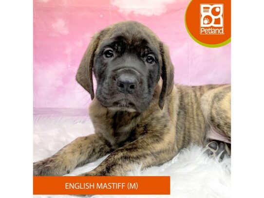 English Mastiff-Dog-Male-Brindle-3215-Petland Lancaster, Ohio