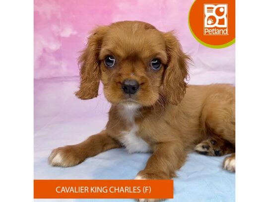 Cavalier King Charles Spaniel Dog Female Ruby 3218 Petland Lancaster, Ohio