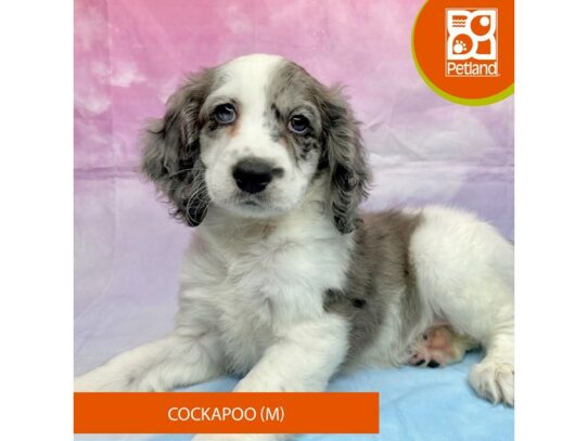 Cock A Poo-Dog-Male-Blue Merle-3221-Petland Lancaster, Ohio