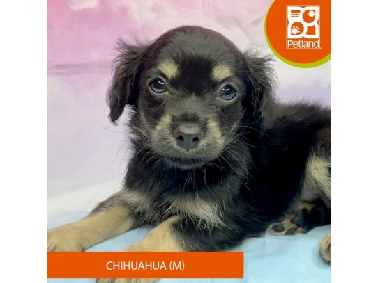 Chihuahua Dog Male Black / Tan 3223 Petland Lancaster, Ohio