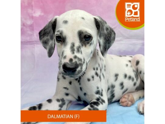 Dalmatian-Dog-Female-White / Black-3234-Petland Lancaster, Ohio