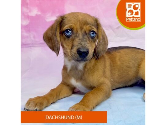 Dachshund-Dog-Male-Sable-3228-Petland Lancaster, Ohio