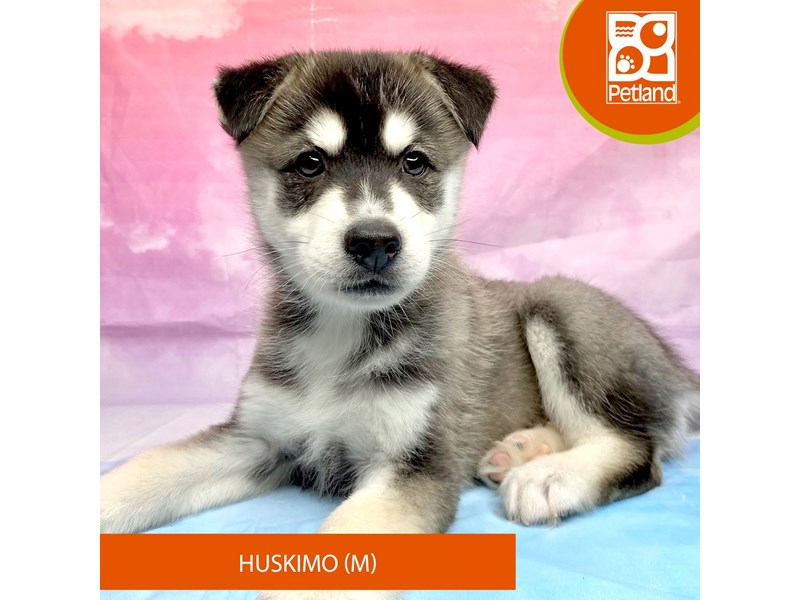 Huskimo Puppies For Sale Petland Lancaster, Ohio