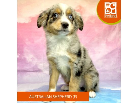 Australian Shepherd Dog Female Blue Merle 3246 Petland Lancaster, Ohio