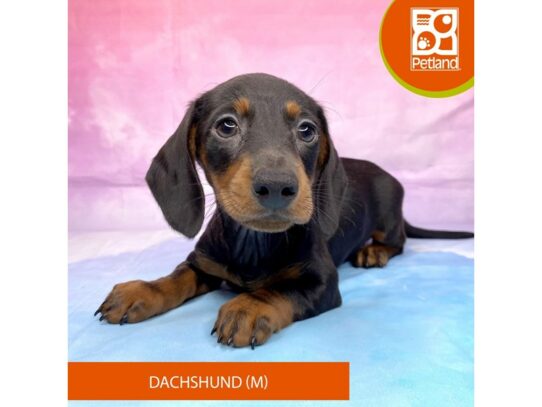 Dachshund-Dog-Male-Chocolate / Tan-3243-Petland Lancaster, Ohio