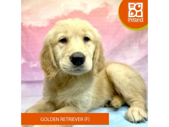 Golden Retriever-Dog-Female-Cream-3240-Petland Lancaster, Ohio