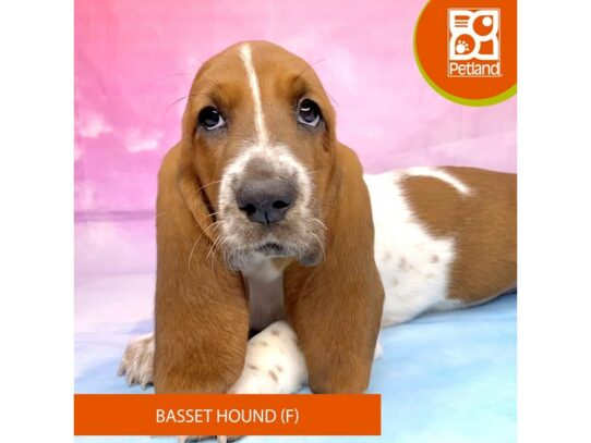 Basset Hound Dog Female Red / White 3238 Petland Lancaster, Ohio