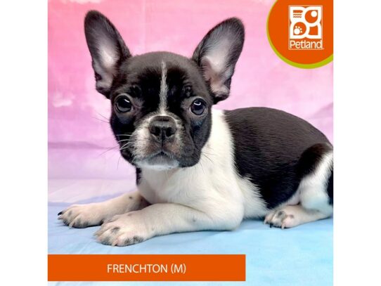 Frenchton Dog Male 3236 Petland Lancaster, Ohio