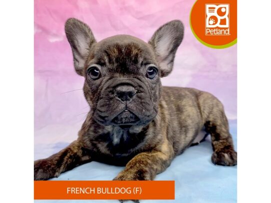 French Bulldog Dog Female Black Brindle 3255 Petland Lancaster, Ohio