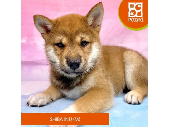 [#3250] Red Male Shiba Inu Puppies for Sale