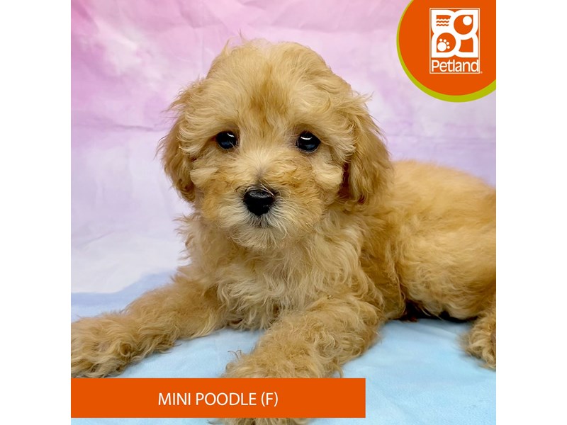 Poodle Mini - 3254 Image #1