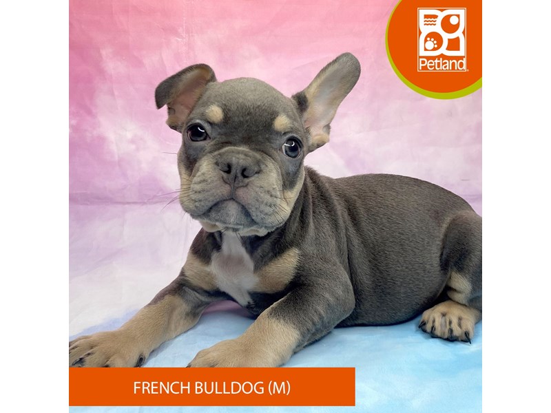 French Bulldog - 3261 Image #1