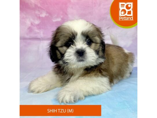 [#3267] Male Shih Tzu Puppies for Sale