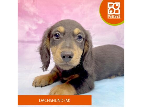 [#3281] Chocolate / Tan Male Dachshund Puppies for Sale