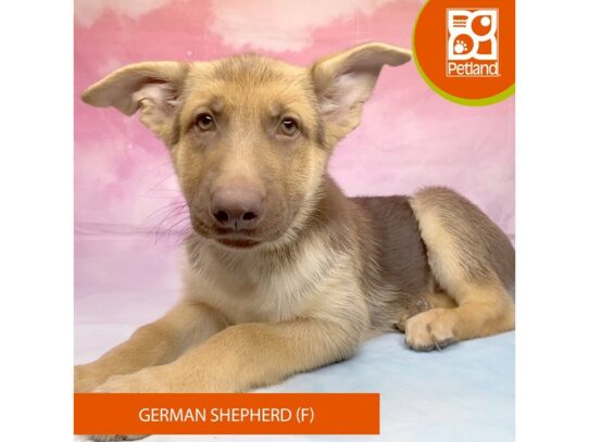 [#3280] Red Sable Female German Shepherd Dog Puppies for Sale