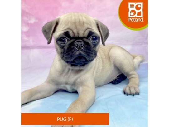 [#3279] Fawn Female Pug Puppies for Sale