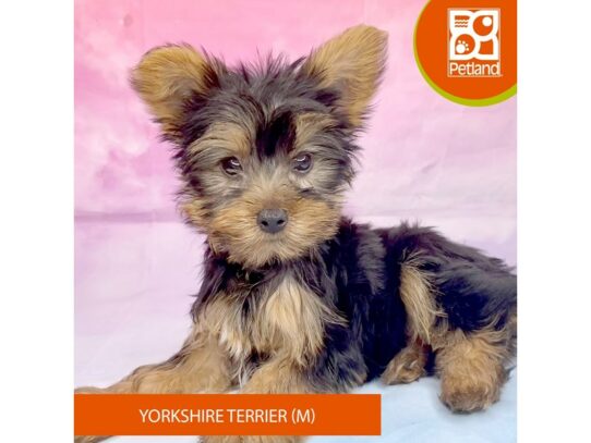 [#3275] Black / Tan Male Yorkshire Terrier Puppies for Sale