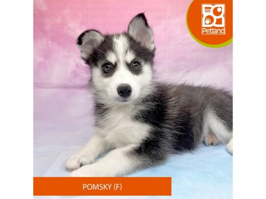 [#3273] Black / White Female Pomsky Puppies for Sale