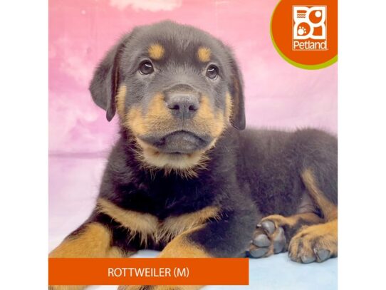 [#3272] Black / Tan Male Rottweiler Puppies for Sale