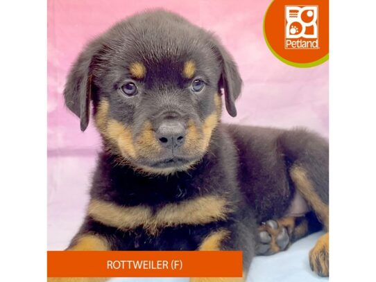 [#3271] Black / Tan Female Rottweiler Puppies for Sale