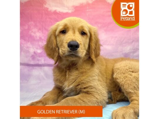 [#3284] Golden Male Golden Retriever Puppies for Sale