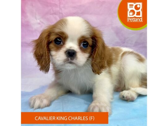 [#3283] Blenheim Female Cavalier King Charles Spaniel Puppies for Sale