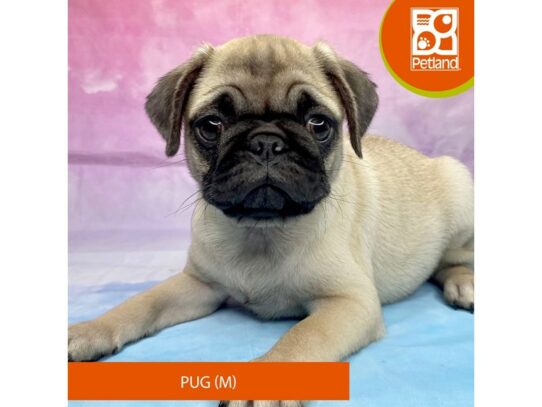 [#3282] Fawn Male Pug Puppies for Sale