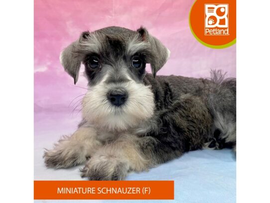 [#3292] Salt / Pepper Female Miniature Schnauzer Puppies for Sale