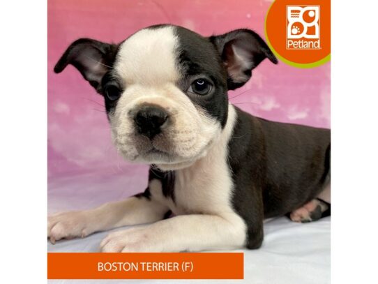 [#3291] Black / White Female Boston Terrier Puppies for Sale