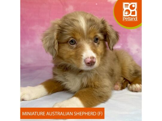 [#3290] Red Merle Female Miniature Australian Shepherd Puppies for Sale
