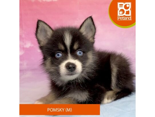 [#3288] Black Tan / White Male Pomsky Puppies for Sale