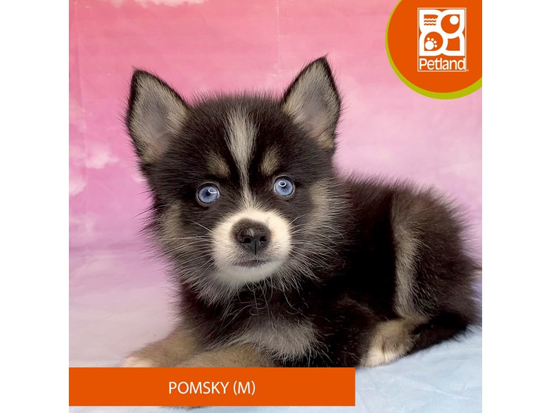 Pomsky - 3288 Image #1