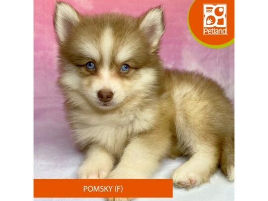 [#3287] Red Tan / White Female Pomsky Puppies for Sale