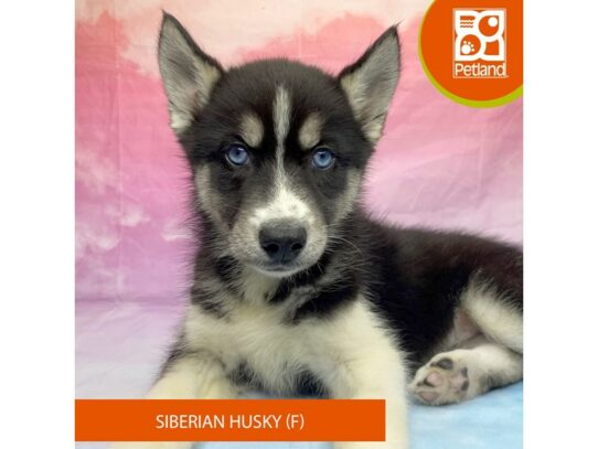 [#3298] Black / White Female Siberian Husky Puppies for Sale