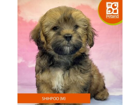 [#3297] Brown Male Shihpoo Puppies for Sale